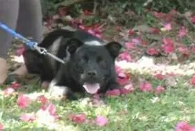 Cachorro ra a vira-lata  idade 2 anos nome Billy 