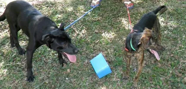 Cachorro ra a vira-lata  idade 2 anos nome Billy 