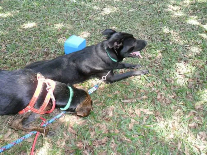 Cachorro ra a vira-lata  idade 2 anos nome Billy 