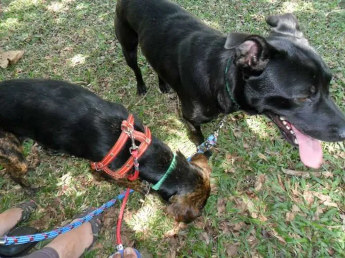 Cachorro ra a vira-lata  idade 2 anos nome Billy 