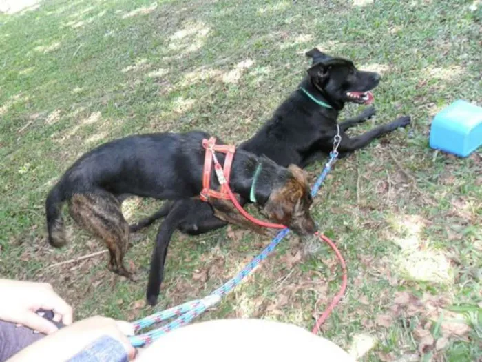 Cachorro ra a vira-lata  idade 2 anos nome Billy 