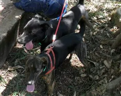 Cachorro ra a vira-lata  idade 2 anos nome Billy 