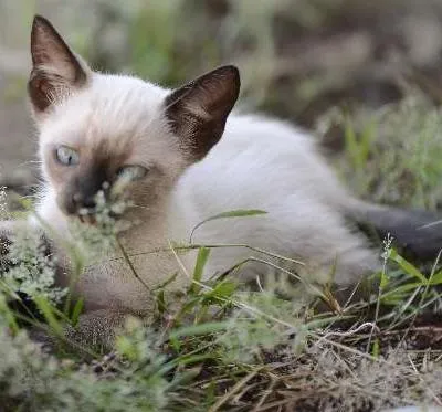 Gato ra a Mestiço idade 2 a 6 meses nome sem nome