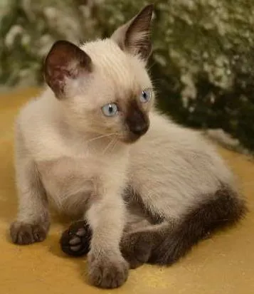 Gato ra a Mestiço idade 2 a 6 meses nome sem nome