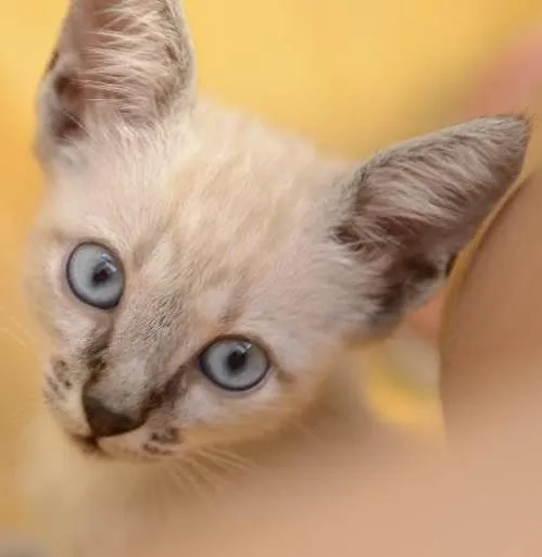 Gato ra a Mestiço idade 2 a 6 meses nome Sem nome