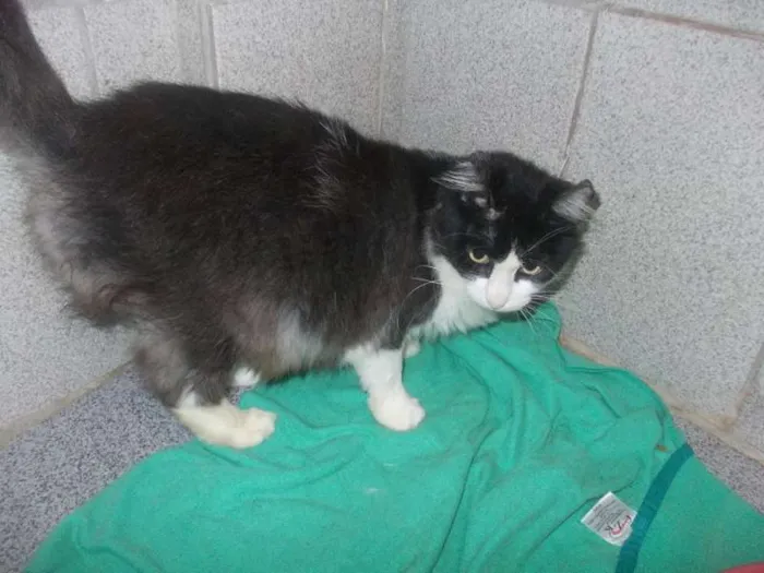 Gato ra a  idade 2 anos nome Sofia