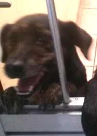 Cachorro ra a vira-lata  idade 3 anos nome Neguita 