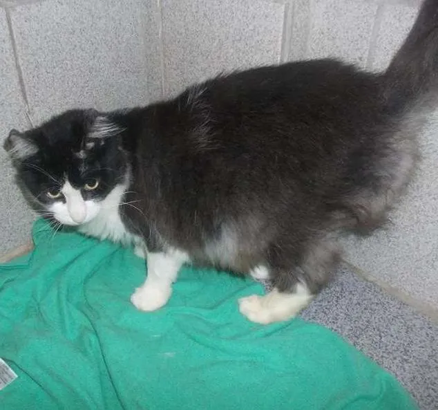 Gato ra a  idade 2 anos nome Sofia