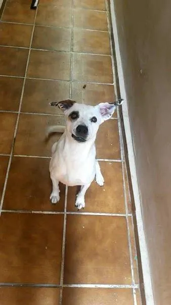Cachorro raça SRD idade 4 anos nome MEG