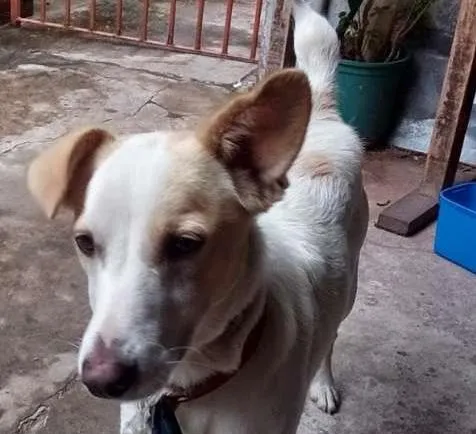 Cachorro ra a Vira latas idade 7 a 11 meses nome Luke