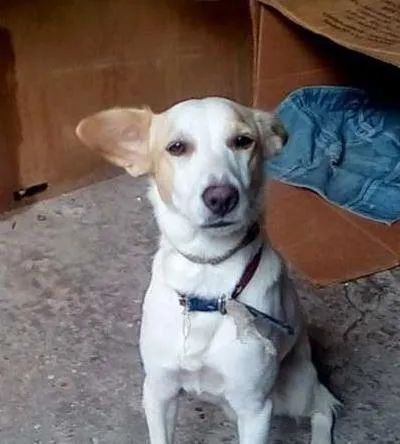 Cachorro ra a Vira latas idade 7 a 11 meses nome Luke