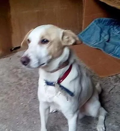 Cachorro ra a Vira latas idade 7 a 11 meses nome Luke