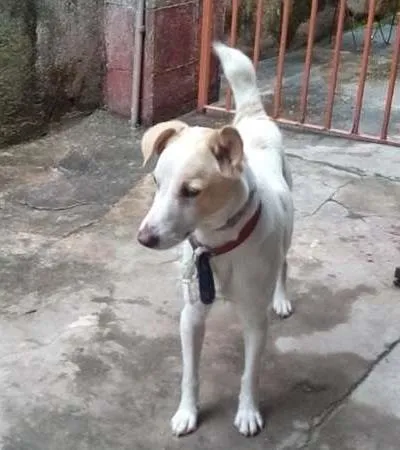 Cachorro ra a Vira latas idade 7 a 11 meses nome Luke