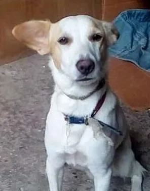 Cachorro ra a Vira latas idade 7 a 11 meses nome Luke