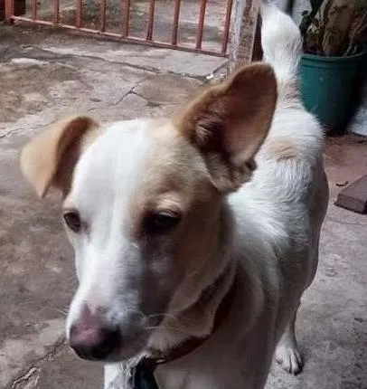 Cachorro ra a Vira latas idade 7 a 11 meses nome Luke