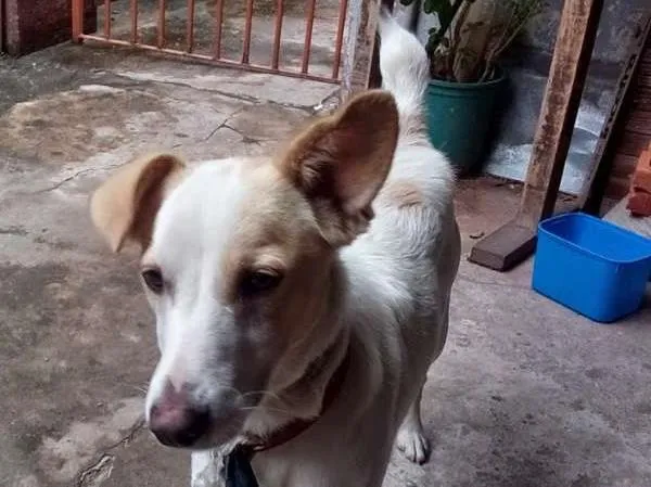 Cachorro ra a Vira latas idade 7 a 11 meses nome Luke