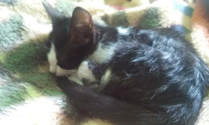 Gato ra a não sei idade 2 a 6 meses nome mili