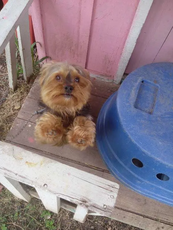 Cachorro ra a york Shire  idade 7 a 11 meses nome Nick