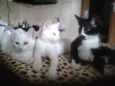 Linda, Hanah e Belinha