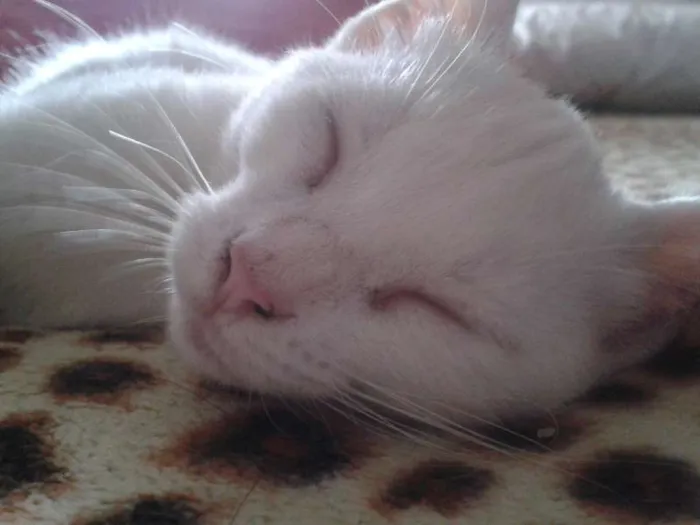 Gato raça Srd idade 2 a 6 meses nome Linda, Hanah e Belinha