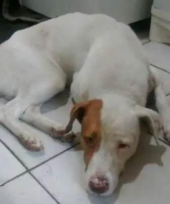 Cachorro ra a SRD idade 3 anos nome Chico