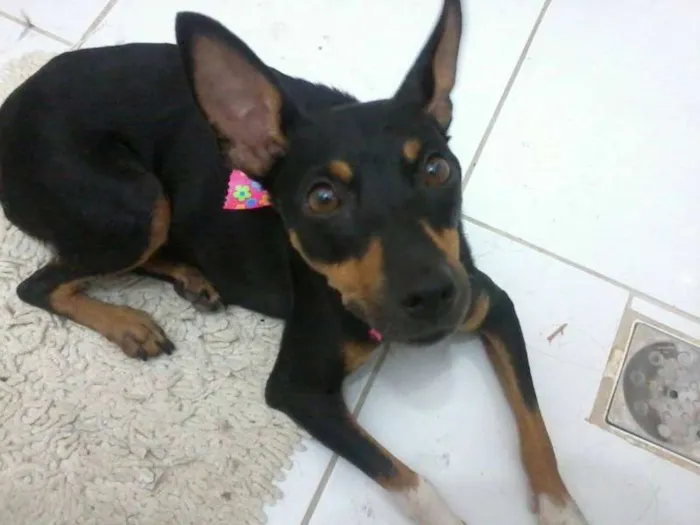 Cachorro ra a SRD idade 2 anos nome Amora