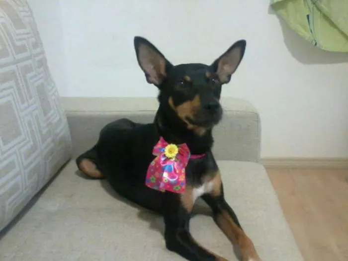 Cachorro ra a SRD idade 2 anos nome Amora
