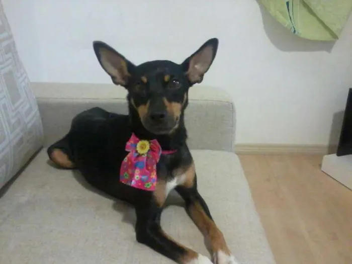 Cachorro ra a SRD idade 2 anos nome Amora