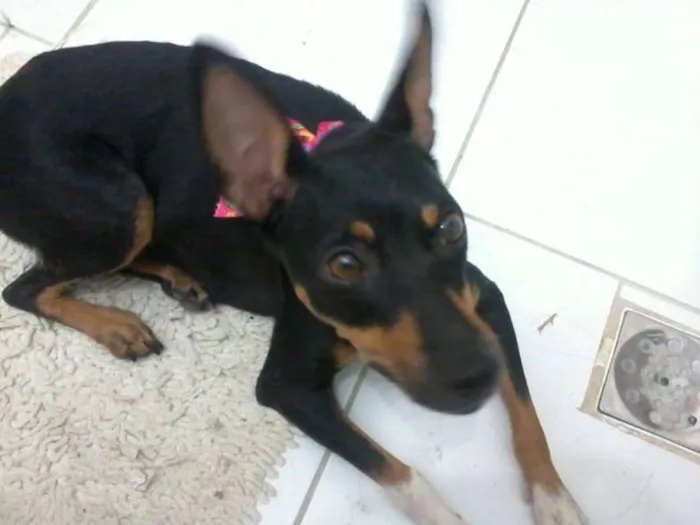 Cachorro ra a SRD idade 2 anos nome Amora