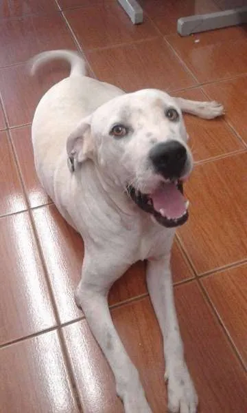 Cachorro ra a Pit-Bull idade 2 anos nome Tutui