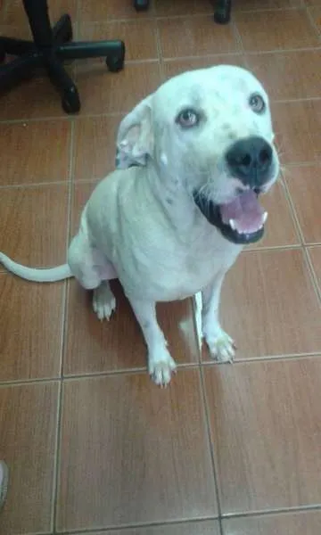 Cachorro ra a Pit-Bull idade 2 anos nome Tutui