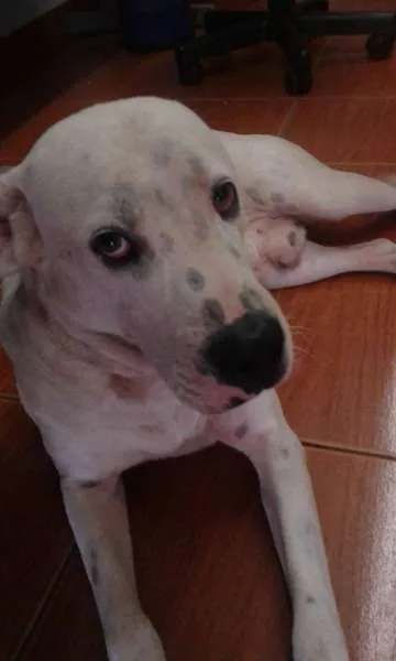 Cachorro ra a Pit-Bull idade 2 anos nome Tutui