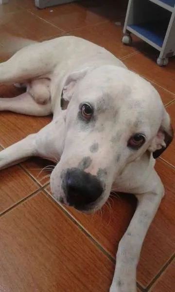 Cachorro ra a Pit-Bull idade 2 anos nome Tutui