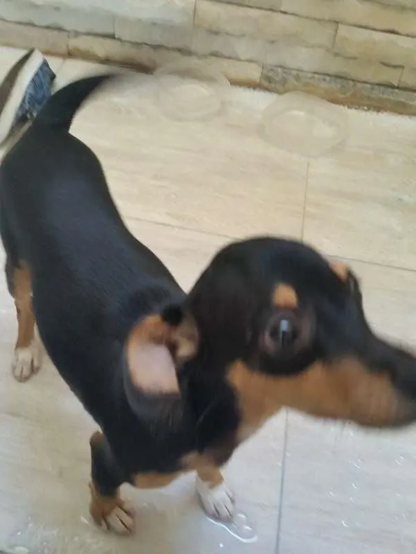 Cachorro raça fox paulistinha  X vira lata  idade 7 a 11 meses nome gigante 