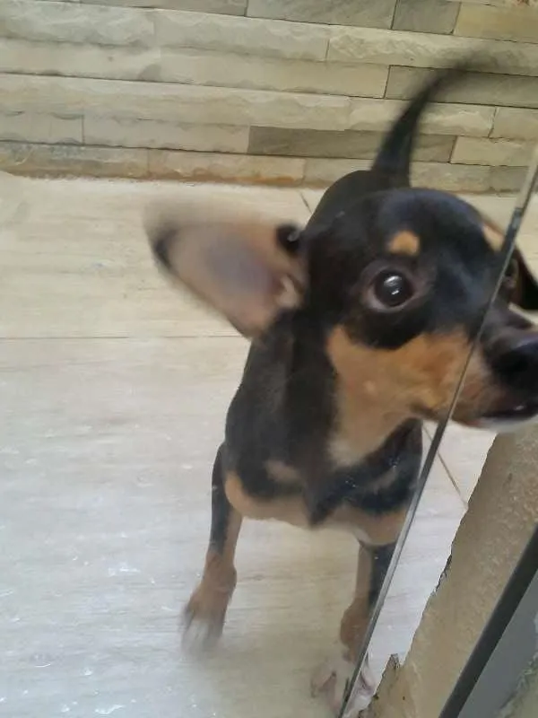 Cachorro raça fox paulistinha  X vira lata  idade 7 a 11 meses nome gigante 