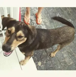 Cachorro raça Vira-lata idade 2 anos nome Coragem