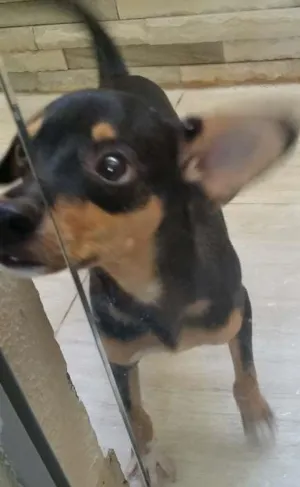 Cachorro raça fox paulistinha  X vira lata  idade 7 a 11 meses nome gigante 