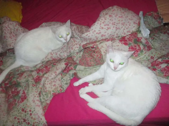 Gato ra a desconhecida idade 5 anos nome Milka