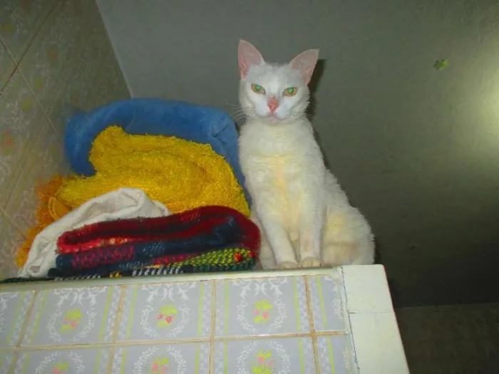 Gato ra a desconhecida idade 5 anos nome Milka