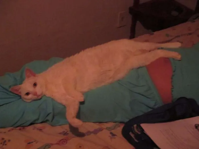 Gato ra a desconhecida idade 5 anos nome Milka