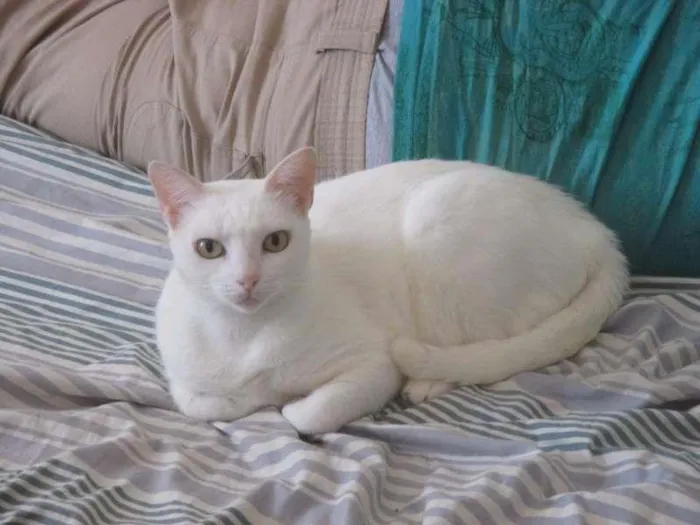 Gato ra a desconhecida idade 5 anos nome Milka