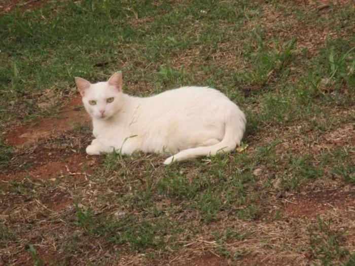 Gato ra a desconhecida idade 5 anos nome Milka