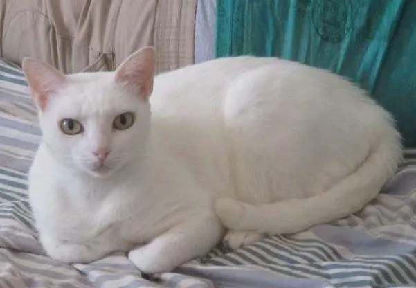 Gato ra a desconhecida idade 5 anos nome Milka