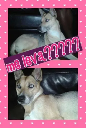 Cachorro raça SRD idade 3 anos nome LUNA