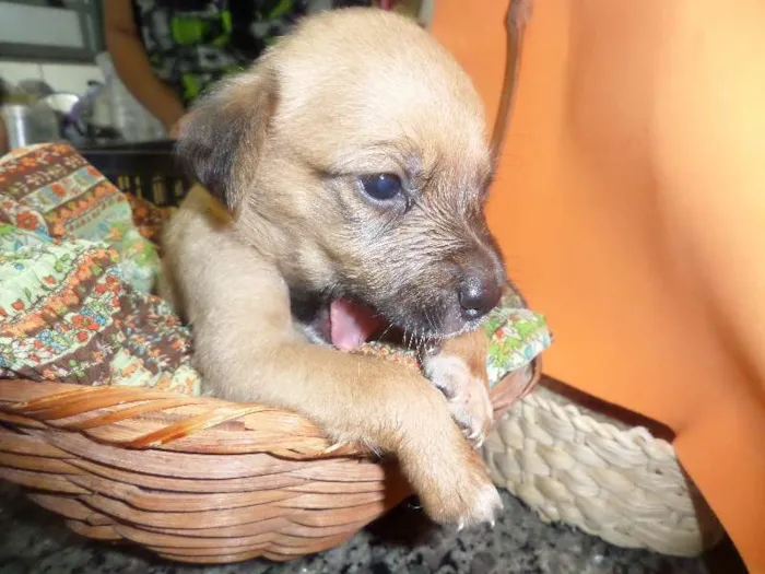 Cachorro ra a SRD idade Abaixo de 2 meses nome sem nome