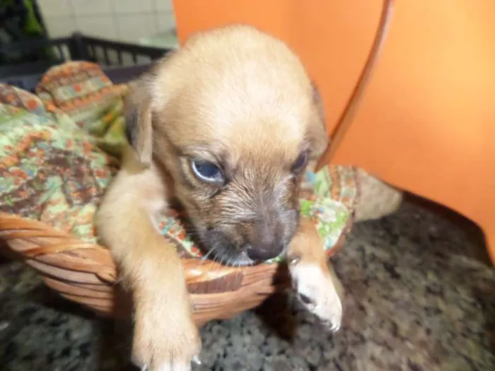 Cachorro ra a SRD idade Abaixo de 2 meses nome sem nome