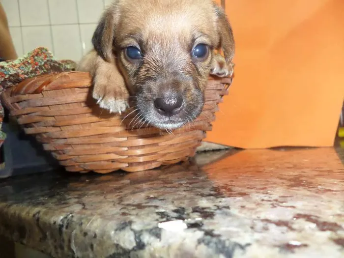 Cachorro ra a SRD idade Abaixo de 2 meses nome sem nome