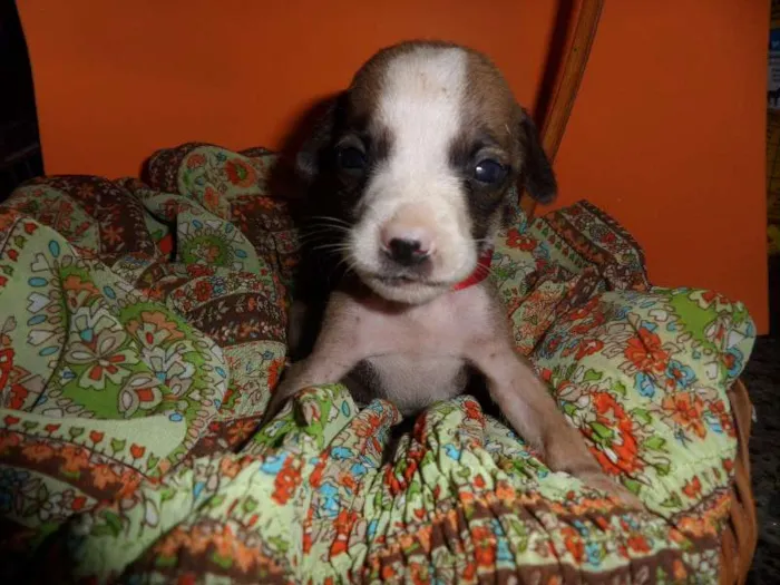 Cachorro ra a SRD idade Abaixo de 2 meses nome sem nome