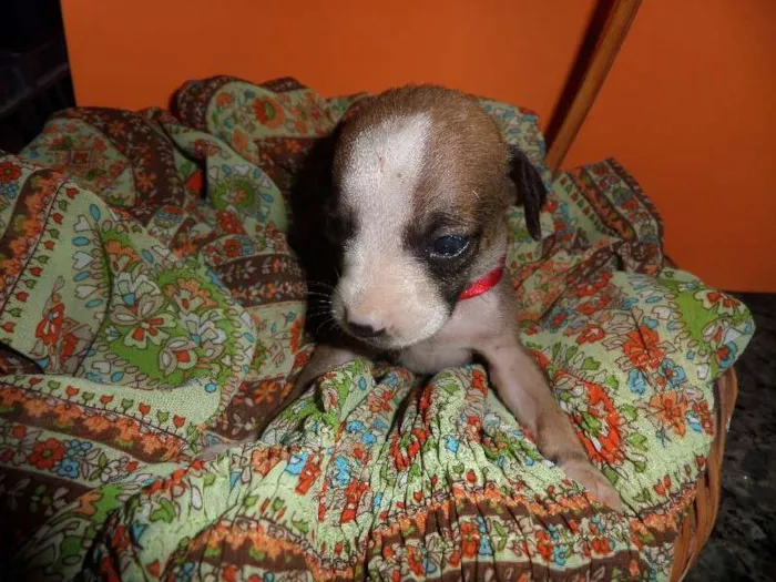 Cachorro ra a SRD idade Abaixo de 2 meses nome sem nome