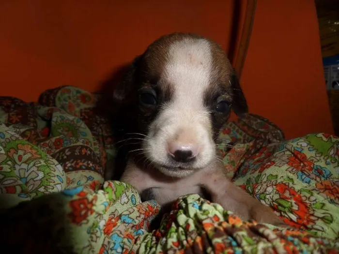 Cachorro ra a SRD idade Abaixo de 2 meses nome sem nome